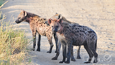 “非洲二哥”斑鬣狗3